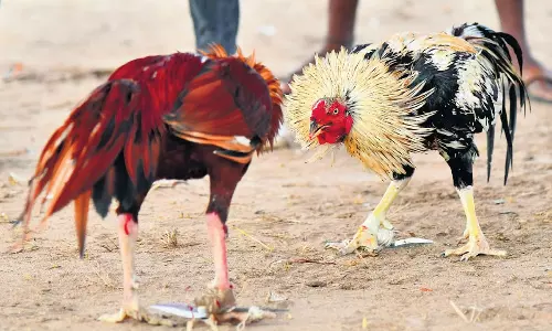 కోడి కత్తులు కట్టేవారికి డిమాండ్  ఏ రేంజ్  లో ఉందంటే..!