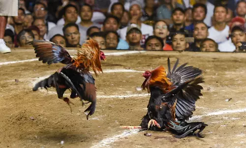 ఏపీలో పొలిటిక‌ల్ పందెం కోళ్లు.. క‌లిసిపోతున్నాయి.. !