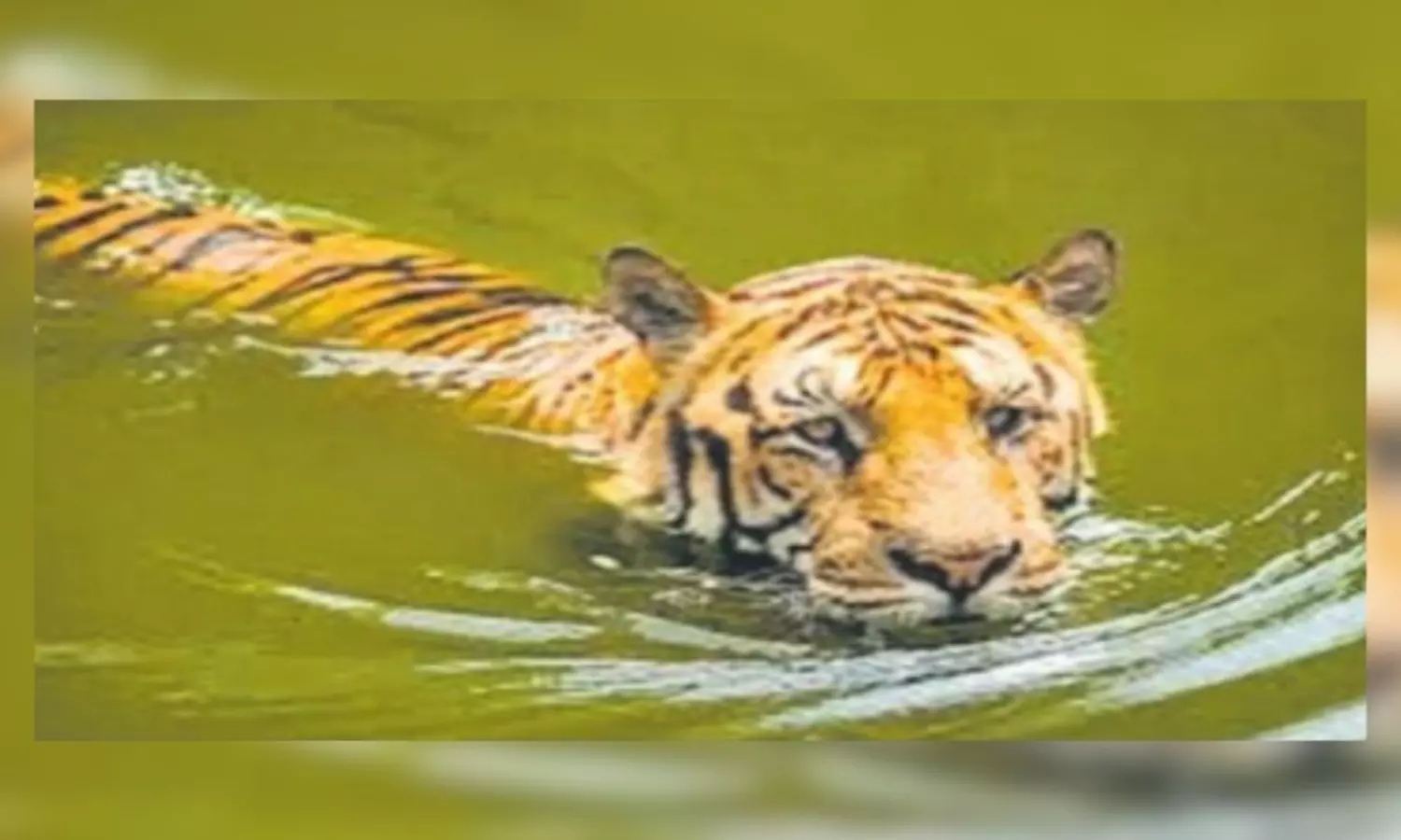 శ్రీశైలం బ్యాక్ వాటర్ లో పెద్దపులి.. జాలారులు ఏం చేశారటే?