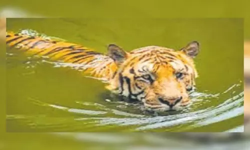 శ్రీశైలం బ్యాక్ వాటర్ లో పెద్దపులి.. జాలారులు ఏం చేశారటే?