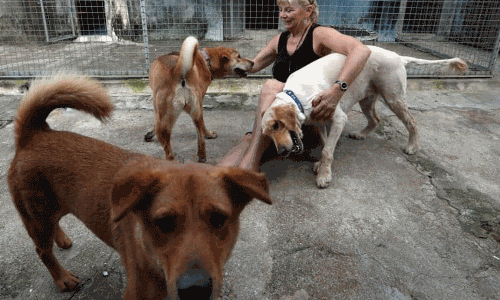 వీధి కుక్కలు లేని దేశంగా రికార్డు