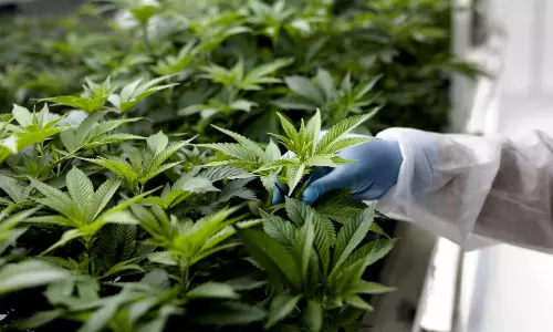 అక్కడ గంజాయి సాగుకు ఓకే....కోట్లలో ఆదాయం