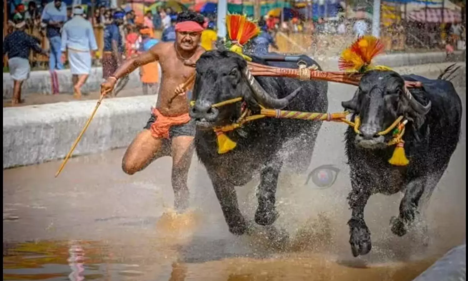 400 అడుగులు.. 11 సెక‌న్లు:  కంబ‌ళ‌ స‌రికొత్త రికార్డు!