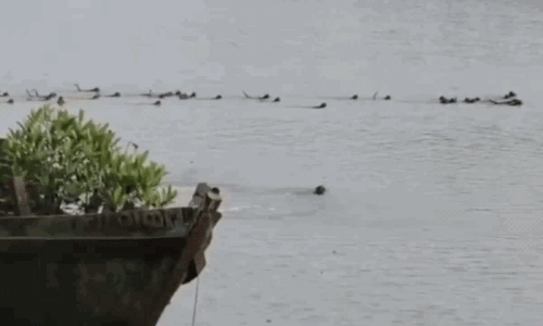 మేము మనుషులం కాదు..  కోతులం... నెట్టింట సంచలన వీడియో!