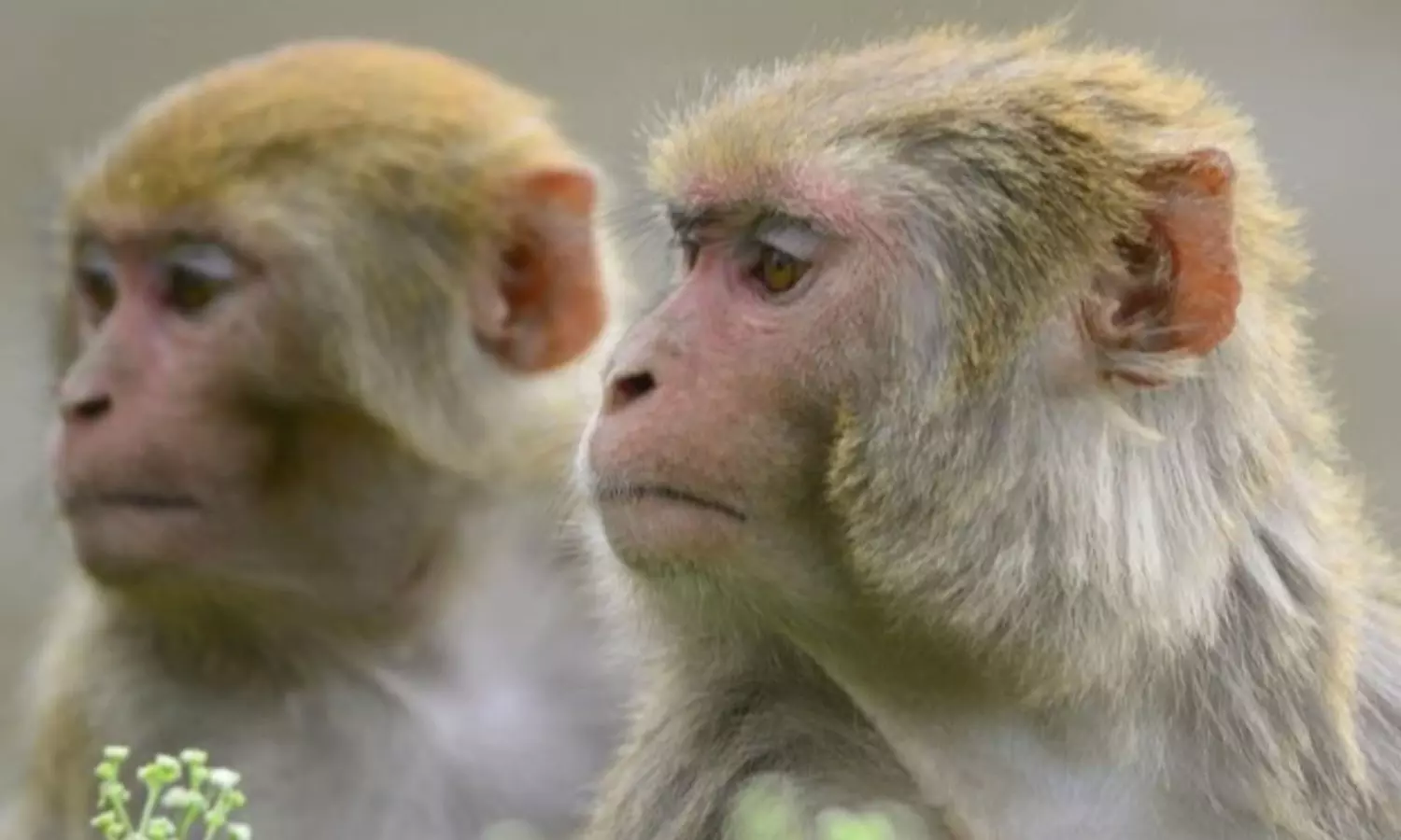 కోతుల బెడద తప్పడం లేదా.. అయితే ఇలా చేసి చూడండి! కోతుల బెడద తప్పడం లేదా.. అయితే ఇలా చేసి చూడండి!