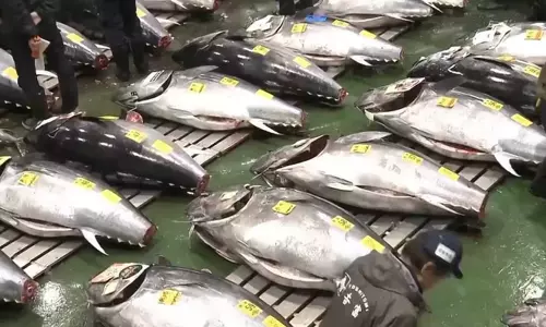 వామ్మో.. 29 కోట్లు పలికిన చేప.. అంత ప్రత్యేకత ఏంటో?