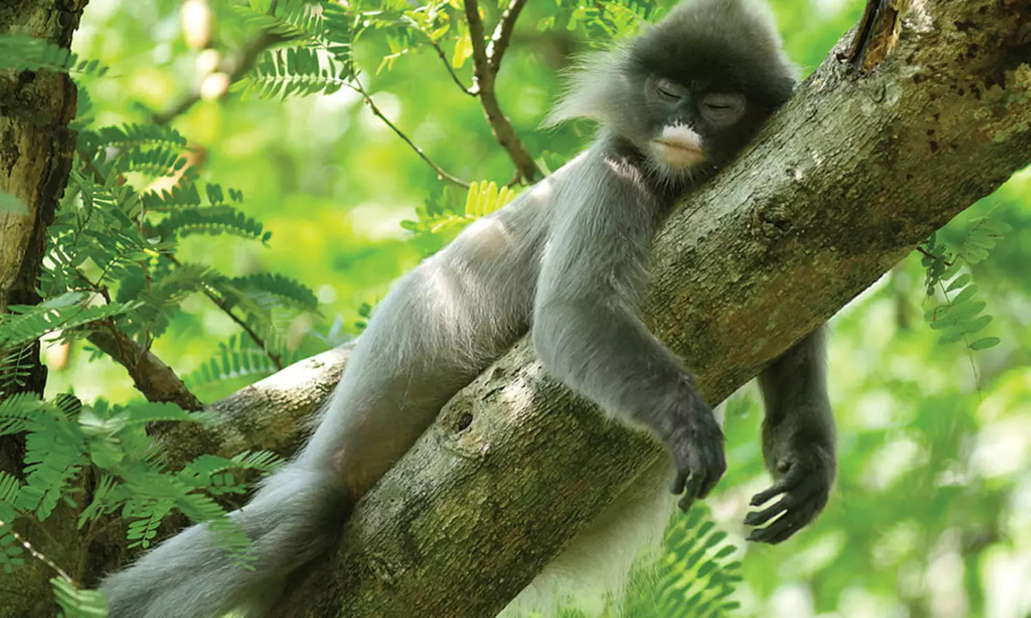 కోతుల బాధలతో ఇండియా...చైనా షేకింగ్