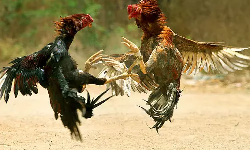 సంక్రాంతి పందెం కోడి కి కళ్ళెం...మ్యాటర్ వెరీ సీరియస్