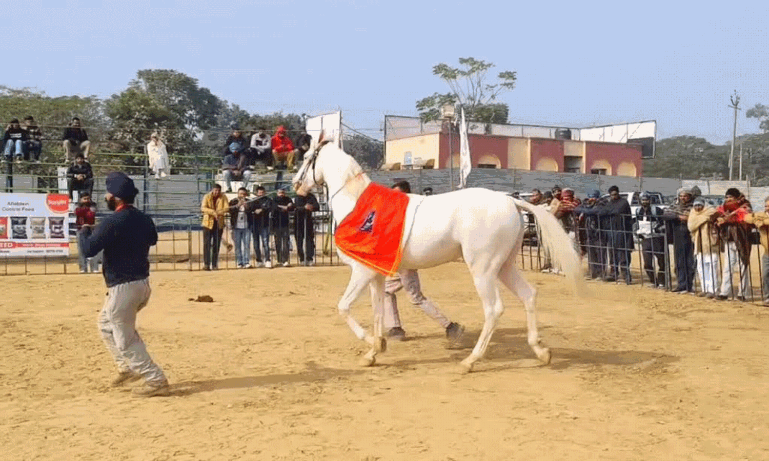 రూ.5 కోట్ల అశ్వాన్ని చూశారా.. ప్రత్యేకతలివే!