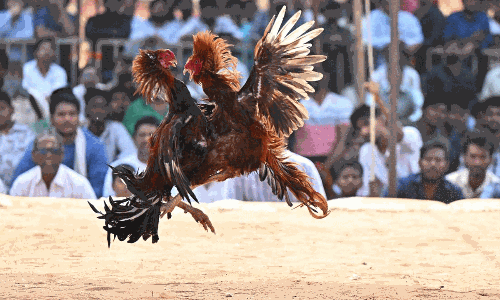 సంక్రాంతి బరిలో గెలిచేది కోడేనా ?