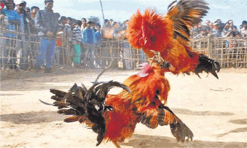 పందెం కోళ్లు ఎన్ని రకాలో.. కుక్కుట  శాస్త్రం ఏమిటో తెలుసా..!