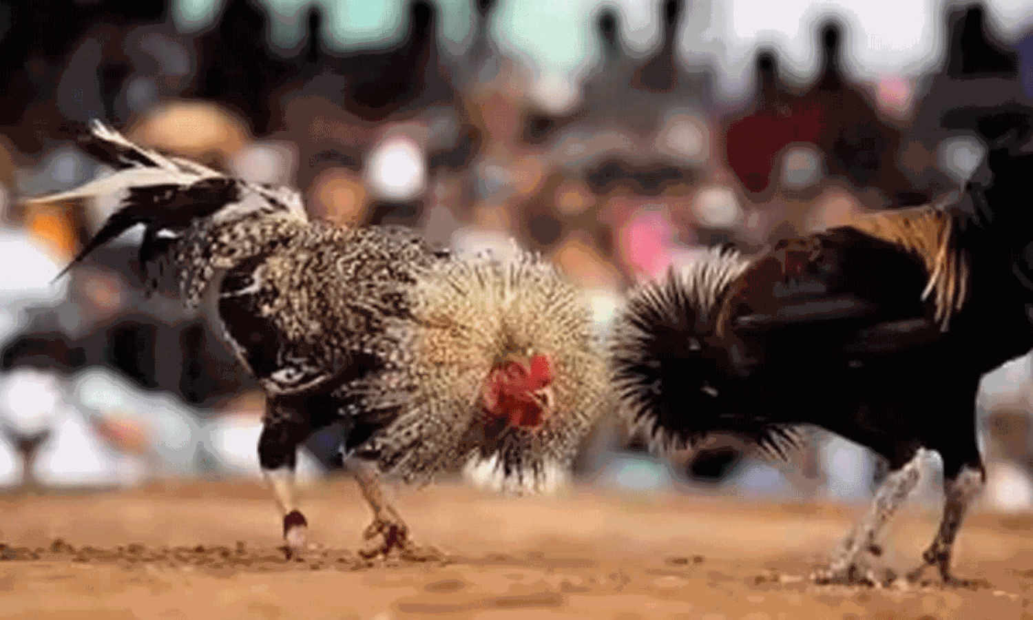 ఈ సంక్రాంతి కోడి పందెంలో హైలెట్ ఇదే.. రూ.1.53 కోట్లు సొంతం