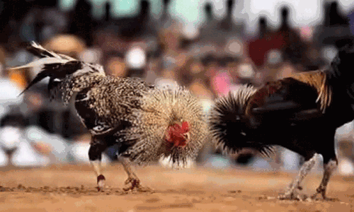 ఈ సంక్రాంతి కోడి పందెంలో హైలెట్ ఇదే.. రూ.1.53 కోట్లు సొంతం