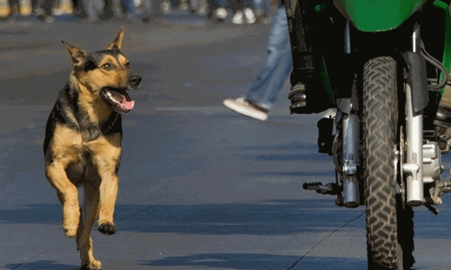 8 క్లాస్ పిల్లాడు.. కుక్క కరిచిన వేళ అదిరే పరిష్కారం కనుగొన్నాడు