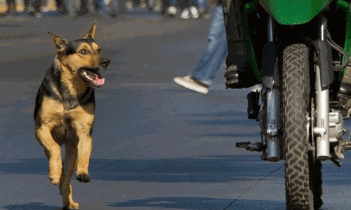 8 క్లాస్ పిల్లాడు.. కుక్క కరిచిన వేళ అదిరే పరిష్కారం కనుగొన్నాడు