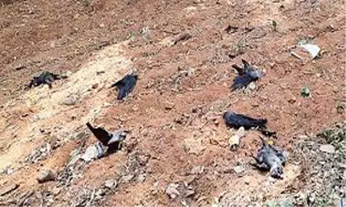 అనంతపురం జిల్లాకు ఏమైంది? 3 రోజులుగా కాకులు.. పావురాలు చనిపోతున్నాయి