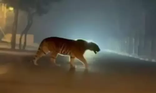 హై అలర్ట్... పుణ్యక్షేత్రంలో బెంబేలెత్తిస్తోన్న పెద్దపులి!