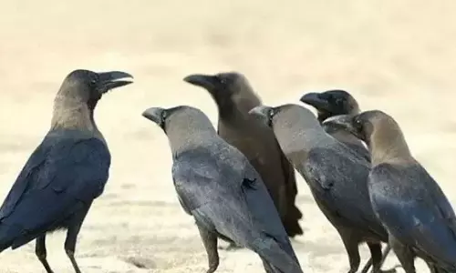 కాకులు కనిపిస్తే మాస్కులు పెట్టుకోండి.. ప్రభుత్వం హెచ్చరికలు!