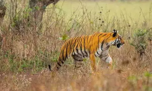 తూర్పులో పెద్దపులి కోసం.. ఏమిటీ స్పెషల్  కెమెరాల స్పెషాలిటీ!