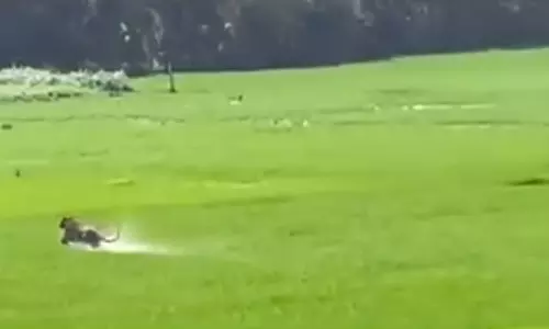 తూర్పులో పులిని పట్టుకోవడానికి ఇదే సూపర్ ఛాన్స్... వీడియో వైరల్!