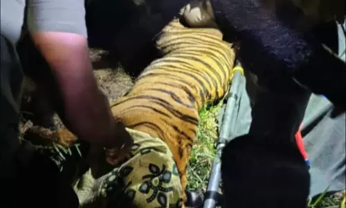 హమ్మయ్య.. పులిని పట్టేశారు