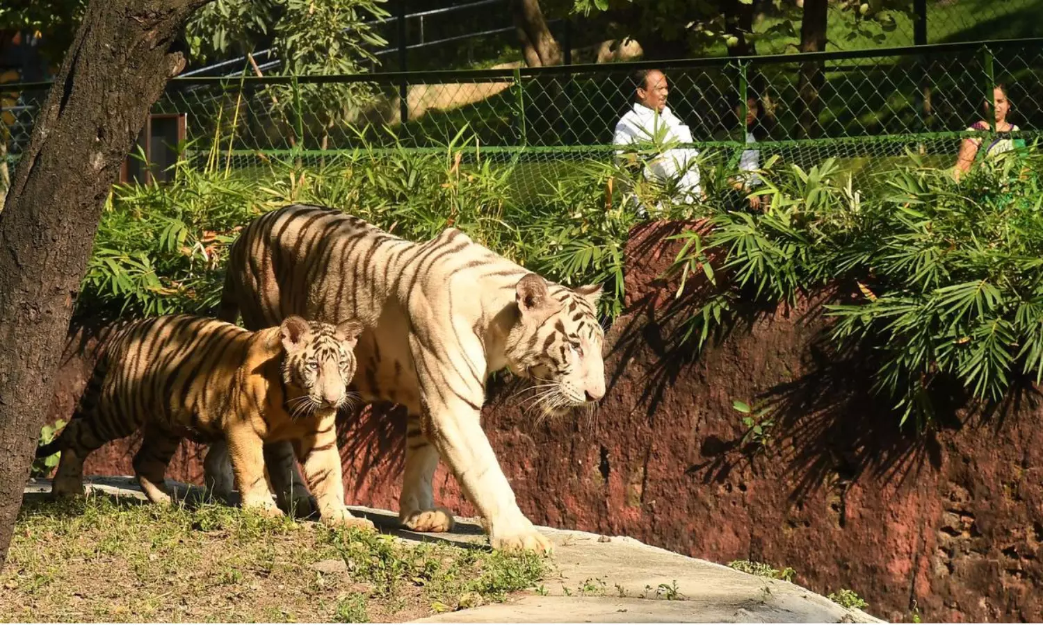 72 పులులు మృత్యువాత.. హైదరాబాద్ జూలో హైఅలర్ట్!