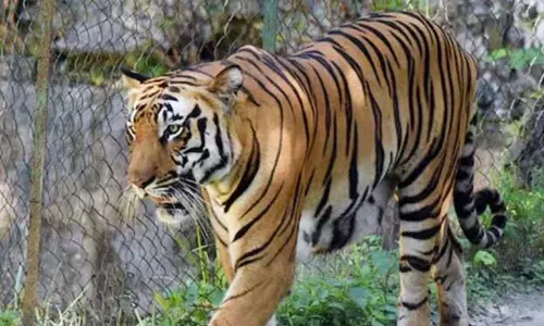 అదిగో పెద్ద పులి....మళ్ళీ జనంలోకి