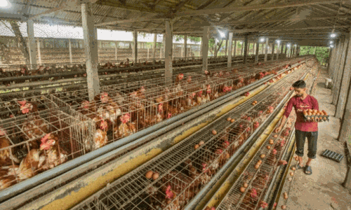భారత్ సహా పలు దేశాలకు షాక్… సౌదీ పౌల్ట్రీ దిగుమతులపై బ్రేక్!