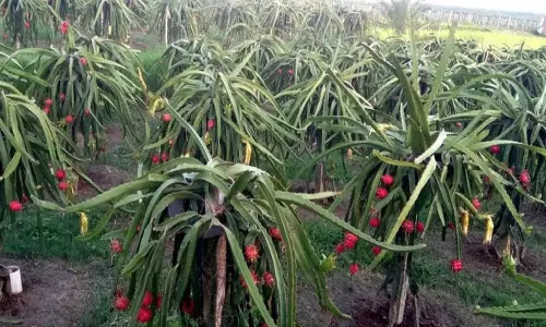 డిగ్రీలెందుకు దండగ..లక్షల్లో ఆదాయం ఉండగా!