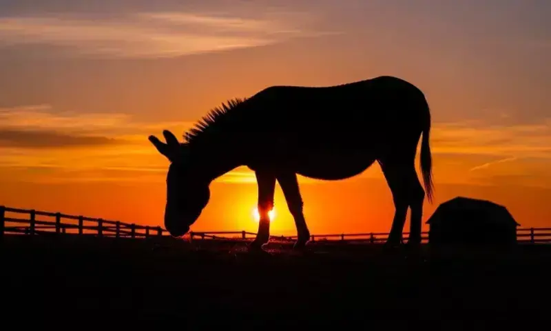 లేఆఫ్స్ కాలంలో కొత్త ఆప్షన్?.. ఈ జంతువు పెంపకమే బెటర్ అంటున్న యూత్!