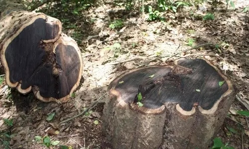 పసిడిని మించిన నల్ల బంగారం: కిలో ధర లక్షల్లో పలికే ప్రపంచపు ఖరీదైన కలప ఇవే!