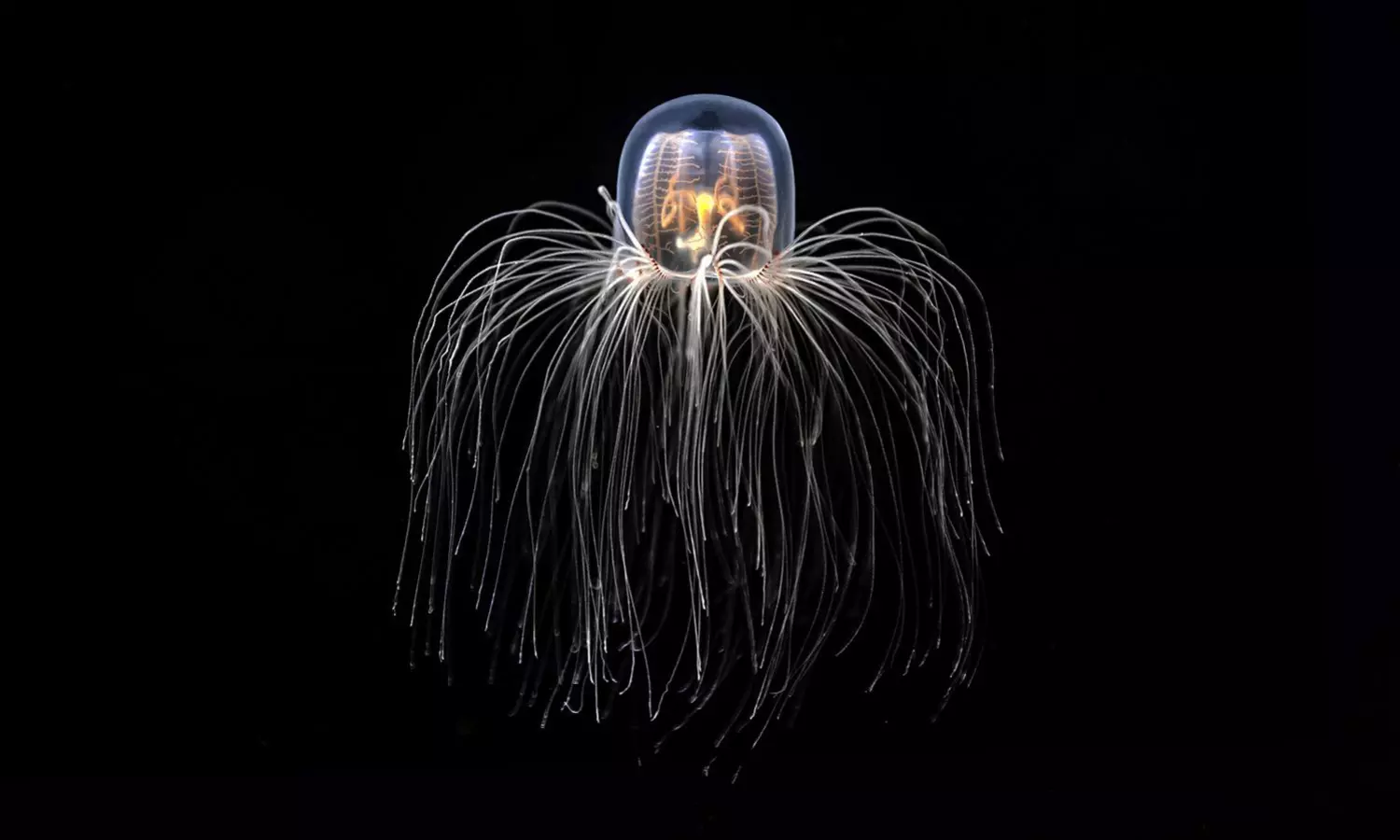 ప్రకృతిలో అమర జీవి ఇదే… వయసు పెరిగినా మళ్లీ యవ్వనంగా మారే జీవి