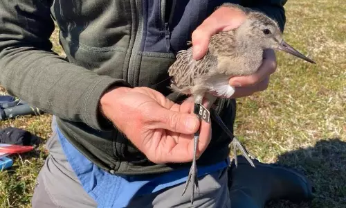 నాన్‌స్టాప్‌గా 13 వేల కిలోమీటర్లు… చిన్న పక్షి సృష్టించిన ప్రపంచ రికార్డ్