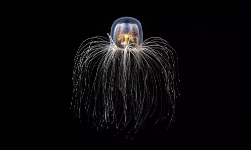 ప్రకృతిలో అమర జీవి ఇదే… వయసు పెరిగినా మళ్లీ యవ్వనంగా మారే జీవి