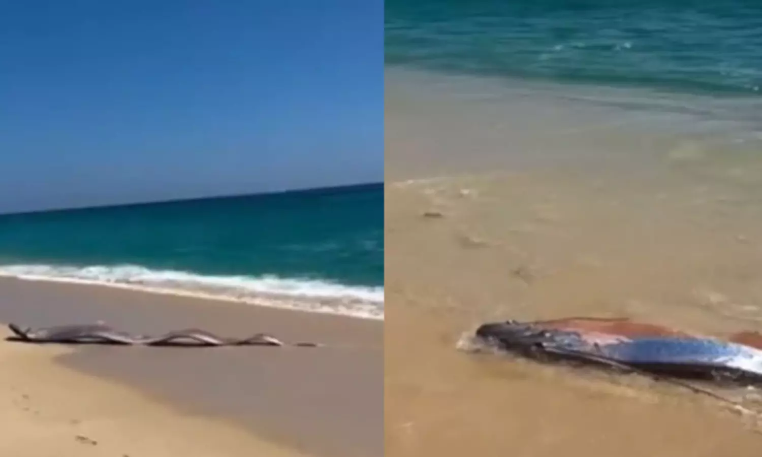 ఆ చేపలు ఒడ్డుకు.. భారీ విపత్తుకు సంకేతమా?