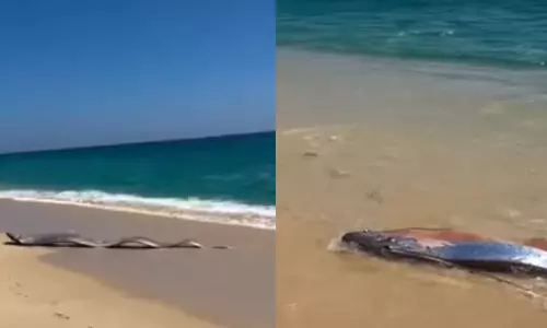 ఆ చేపలు ఒడ్డుకు.. భారీ విపత్తుకు సంకేతమా?