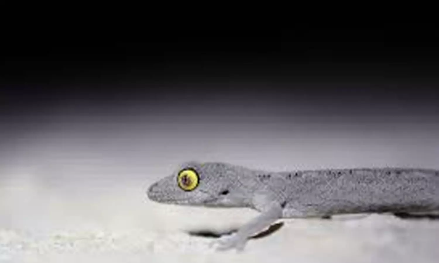 బల్లులు లేని దేశాలు ఇవే బ్రో.. ఎందుకో తెలుసా? బల్లులు లేని దేశాలు ఇవే బ్రో.. ఎందుకో తెలుసా?