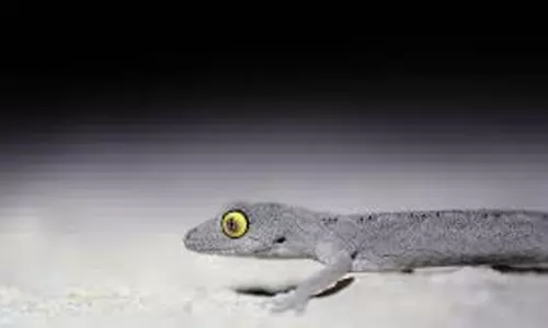 బల్లులు లేని దేశాలు ఇవే బ్రో.. ఎందుకో తెలుసా?