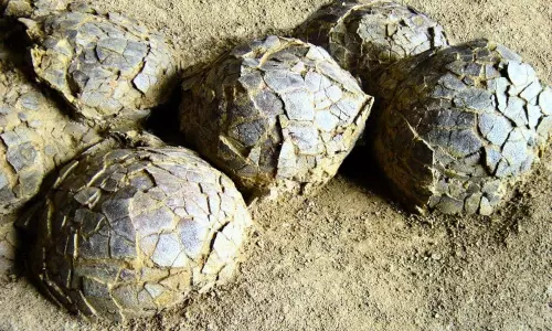 7 కోట్ల సంవ‌త్స‌రాల నాటి డైనోసార్ గుడ్లు చెక్కు చెద‌ర‌కుండా!