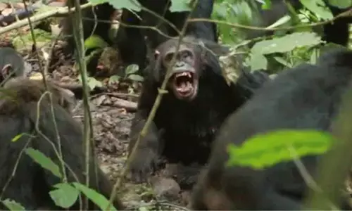 చింపాంజీల మధ్య గ్రూప్ వార్? ఇదే విచిత్రం అనుకోకండి నిజమే...