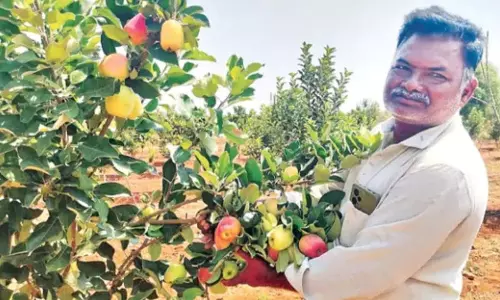 కరువు నేలలో కాశ్మీర్ యాపిల్ సాగు.. అనంత రైతు అద్భుత ప్రయోగం