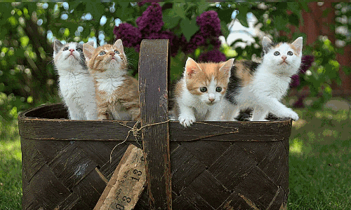 మా పిల్లి ప్రెగ్నెన్సీకి మీ పిల్లే కారణం.. పోలీస్ స్టేషన్ కు రచ్చ