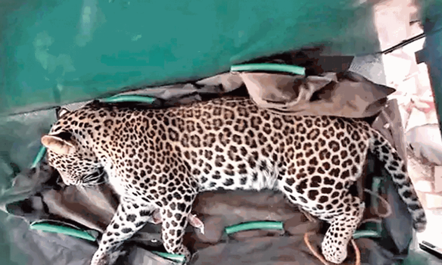 ఇంట్లో చిరుత.. అత్తను తెలివిగా సేవ్ చేసిన కోడలు