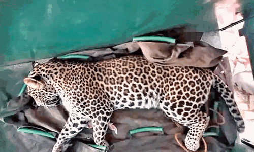 ఇంట్లో చిరుత.. అత్తను తెలివిగా సేవ్ చేసిన కోడలు