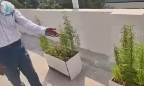 సాఫ్ట్‌వేర్ ఉద్యోగం మానేసి.. ఇంటిపై గంజాయి పెంపకంతో సంపాదన!