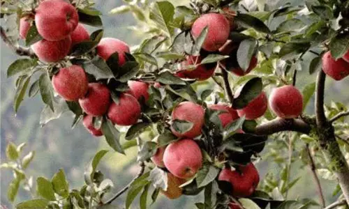 సంచ‌ల‌నం: కాశ్మీర్ ఆపిల్‌కు గ‌ట్టి పోటీనిస్తున్న అనంతపురం ఆపిల్