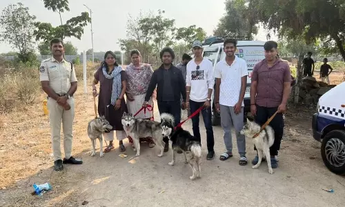ట్రక్ లో తీసుకొచ్చి హస్కీలను రోడ్ల మీద వదిలేశారా? ఎందుకు?