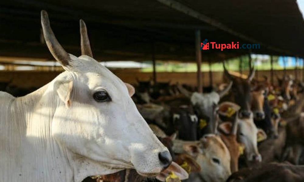 బక్రీద్ ముందే ఆవును జాతీయ జంతువుగా ప్రకటించాలి: ప్రభుత్వానికి ముస్లిం సంస్థల అభ్యర్థన!