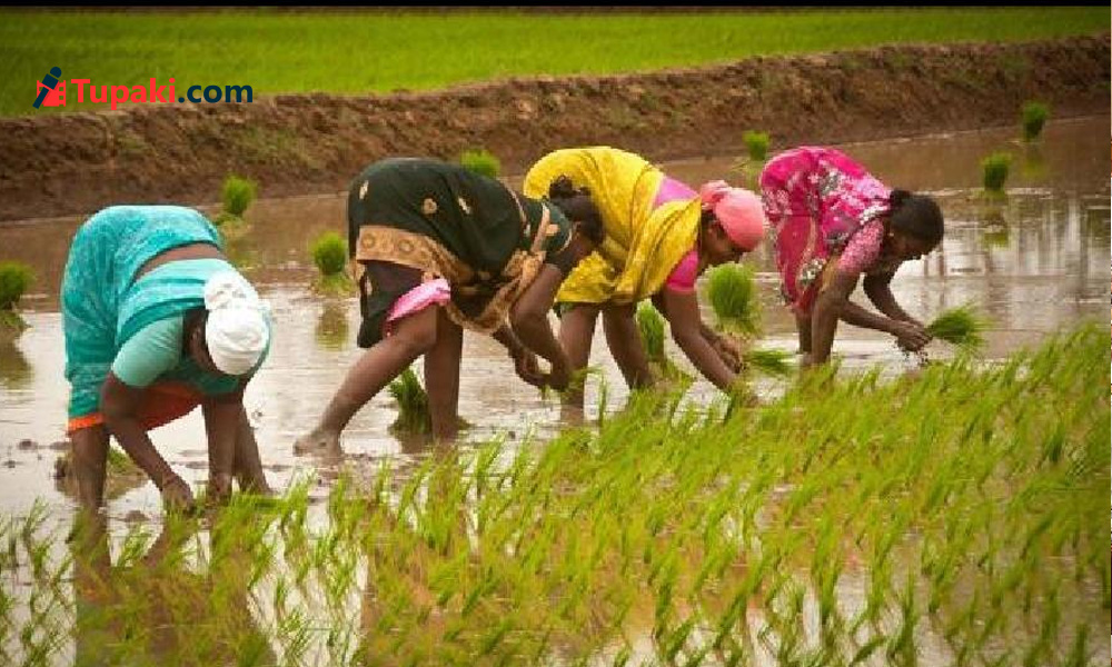 ఎల్‌నినో విశ్వరూపం... వరి పంటకు ఉరి  !