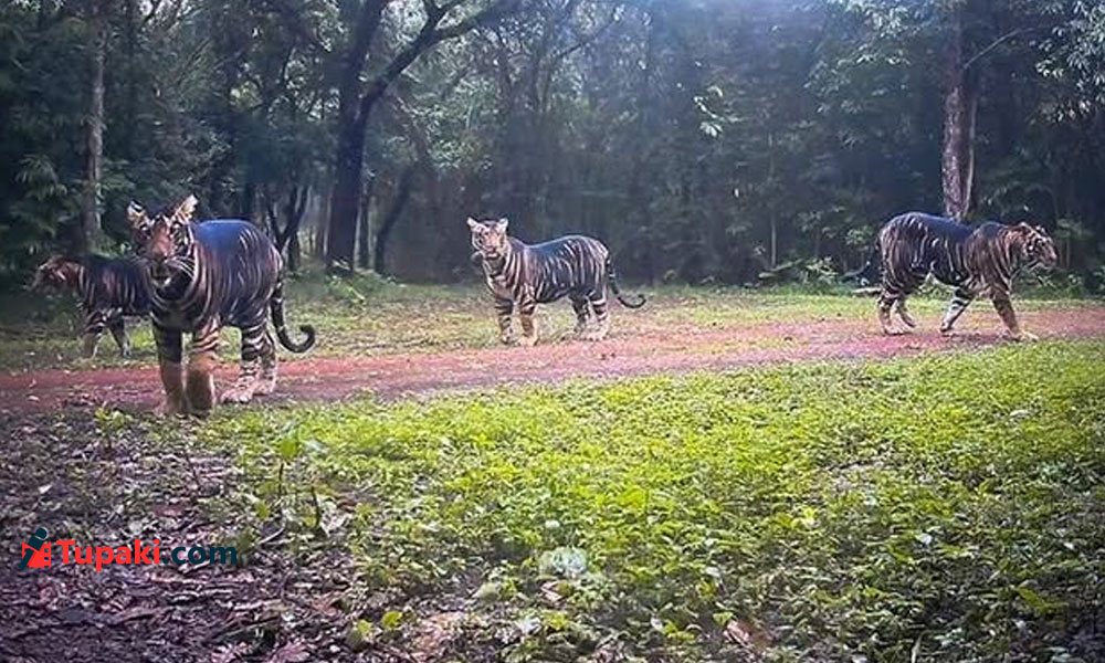 బ్లాక్ టైగర్.. ఈ అరుదైన పులి కథేంటి?